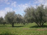 Farm on 8Ha Titled Land | 600 Olive Trees | 80km on Route de Fez