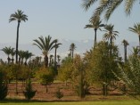 Terrain de 1 Ha (10,000m2) | Titre | Permis de construire | Marrakech Palmeraie