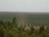 Farm on 60Ha Titled Land | 12.000 olive trees | km 35 Route de Fez