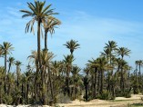 1 Hectare Land Plot | Marrakech Palmeraie 