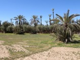 Terrain de 2000M2  | Titre | Marrakech Palmeraie